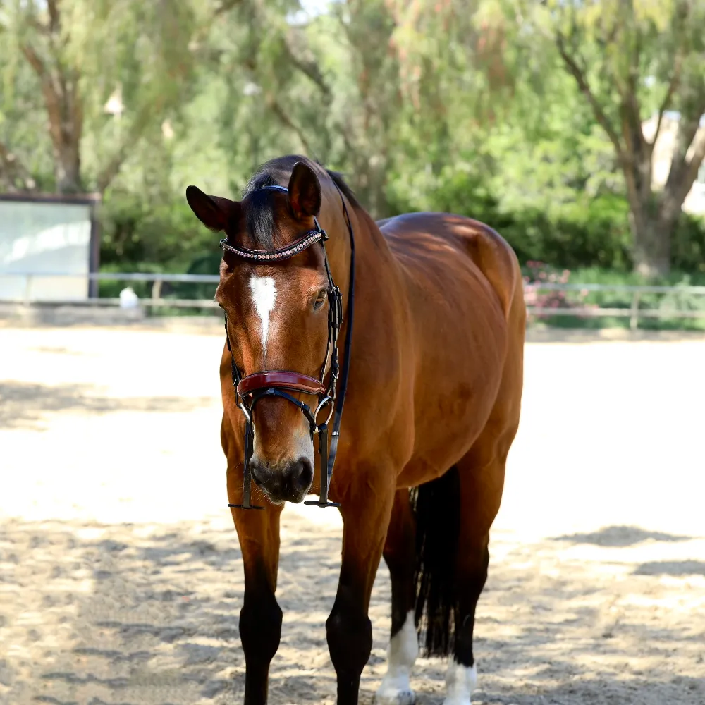 Rosewood - Burgundy Patent Snaffle Bridle